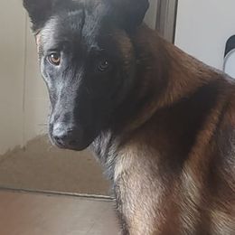 Belgian Malinois from Apex K9 Center LLC