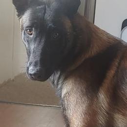 Belgian Malinois from Apex K9 Center LLC
