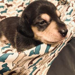 Dachshund and Great Dane Puppies from Running with Danes LLC