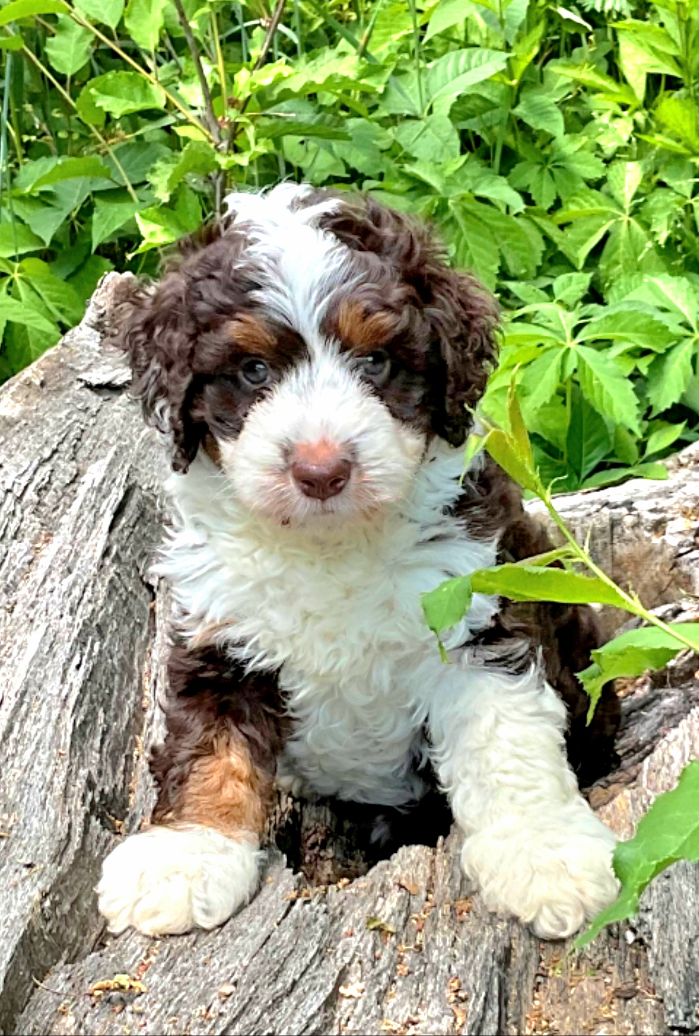Bernedoodles, Cavapoos, Cockapoos, Goldendoodles, Havapoos, and Poodles from Farquharson's Poodles&Doodles
