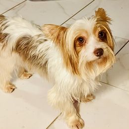 Cowboy - Yorkshire Terrier