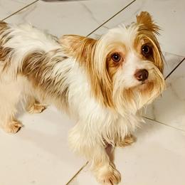 Cowboy - Yorkshire Terrier