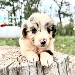 Espresso - Blue merle and white female American Corgi puppy in Bayard, Nebraska from Puppies by Alies