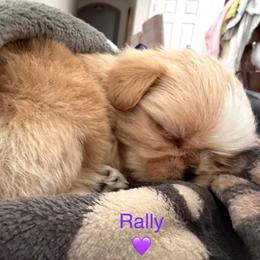 Rally - Gold and white female Shorkie puppy in San Tan Valley, Arizona from Great Mates