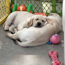 Labrador Retriever Puppies from Red Barn Family Labs