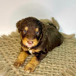 Marshall - Chocolate male Assorted Doodle Crosses puppy in Waco, Georgia from Huff Family Doxies & Doodles