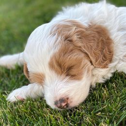 Goldendoodle Puppies from Mumzee Doodles
