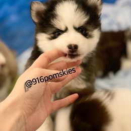 Pomsky Puppies from 916 Pomskies