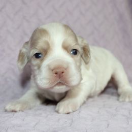 Mary - Buff female Cocker Spaniel puppy in Rebuck, Pennsylvania from Sweet Pups