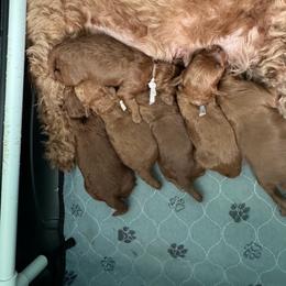 Goldendoodle puppies from Precious Paws Ranch
