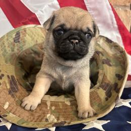 Yellow collar - Fawn male Pug puppy in Tucson, Arizona from Furever Friends