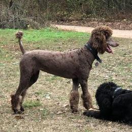 Reese - Poodle