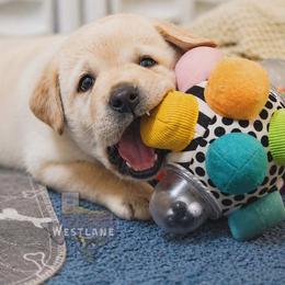 Red boy - Yellow male Labrador Retriever puppy in Nacogdoches, Texas from Westlane Dogs
