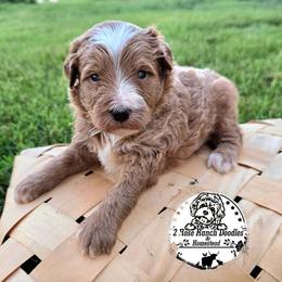 Apricot wavy - Yellow and white male Bernedoodle puppy in Graham, Texas from 2 Rose Ranch Doodles