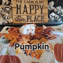 Pumpkin - White and tan female Maltese puppy in Terrell, Texas from PBJ Farms