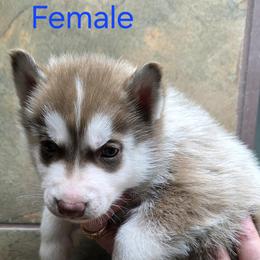 Female - Red and white female Siberian Husky puppy in Carnesville, Georgia from Southern Magnolia Siberians