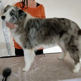 Alley - Border Collie