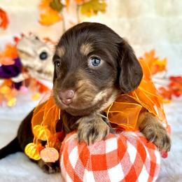 Blair(2800 AKC pet) - Chocolate and cream female Dachshund puppy in Augusta, Arkansas from Savvy-Dee's Dachshunds