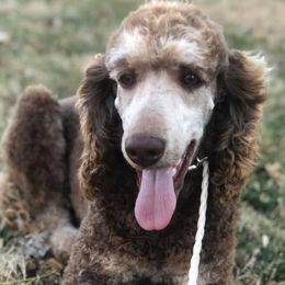 Poodles from Kings River Poodles and Doodles