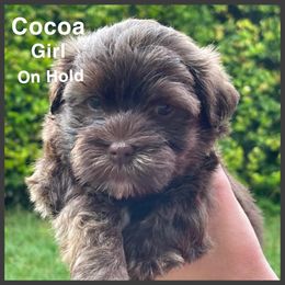 Havanese Puppies from Havareese Havanese