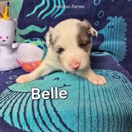 Belle (Princess Leia) - Blue merle female Australian Shepherd puppy in Smithfield, Utah from Invictus Farms