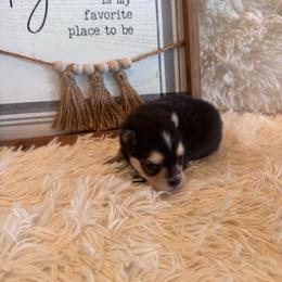 Mercedes - Black and white female Pomsky puppy in Bucyrus, Missouri from Hill Top Pomskies