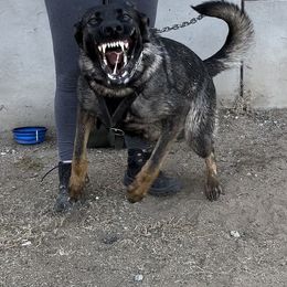 German Shepherds from MK-K9