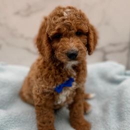 Scout - Red  male Goldendoodle puppy in Kansas City, Kansas from Bella & Ivy’s Mini Goldendoodles of KC