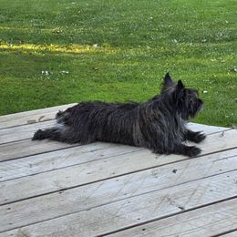 Bailey - Cairn Terrier