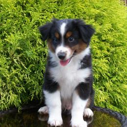 Alvin - Black tri male Miniature American Shepherd puppy in Atwood, Illinois from Buck-Run Puppies