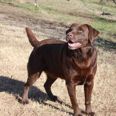 Snax - Labrador Retriever