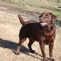 Snax - Labrador Retriever