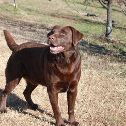 Snax - Labrador Retriever