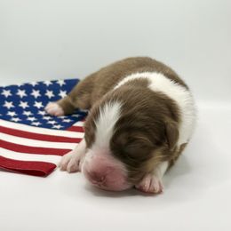 Karat - Red tri-color female Australian Shepherd puppy in Camp Springs, Kentucky from Diamond Paws Australian Shepherds