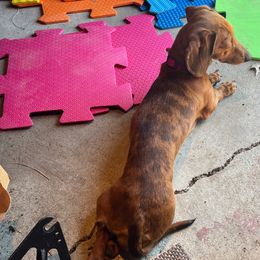 Dachshunds from PawHaus Longdogs