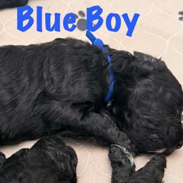 Blue boy (Neville) - Black male Bernedoodle puppy in Moulton, Alabama from Triple W Doodles