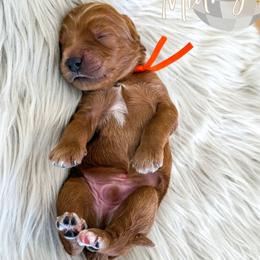 Midnight - Red  male Goldendoodle puppy in Bell Buckle, Tennessee from Precious Puptown Doodles