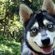 Alaskan Klee Kai from Angels Klee Kai