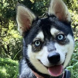 Alaskan Klee Kai from Angels Klee Kai