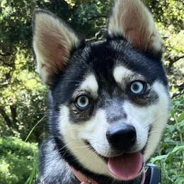 Alaskan Klee Kai from Angels Klee Kai