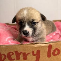 Madeleine - Red Girl - Red female Pembroke Welsh Corgi puppy in Griffin, Georgia from Rollnoaks & Cottontail AKC Pembroke Welsh Corgis