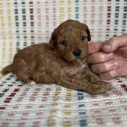 Boy 2 - Apricot male Poodle puppy in Dallas, Texas from Infinity Poodles