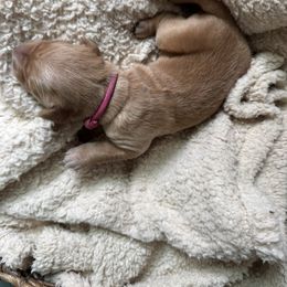 Pink Collar Girl - Golden female Golden Retriever puppy in Bristol, Tennessee from The Dogstead