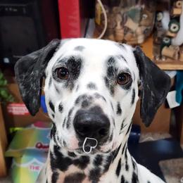 Arson - Dalmatian