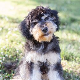 Stinker - Goldendoodle