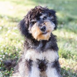 Stinker - Goldendoodle