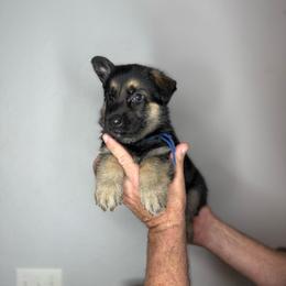 Logan - Black and tan male German Shepherd puppy in Florida from Best Shepherds
