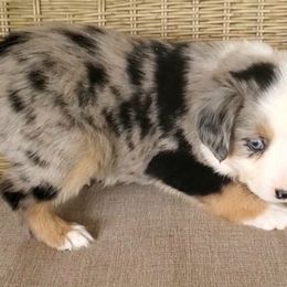 Jules - Miniature Australian Shepherd puppy in Roseville, California from Golden State Mini Aussies