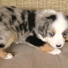 Jules - Miniature Australian Shepherd puppy in Roseville, California from Golden State Mini Aussies