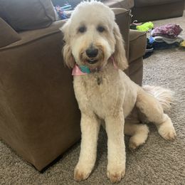 Stevie - Goldendoodle